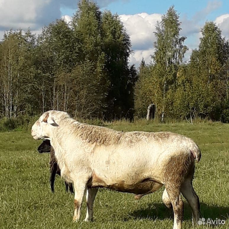 Овцы племенные Романовской породы с ягнятами купить на Зозу.ру - фотография № 6