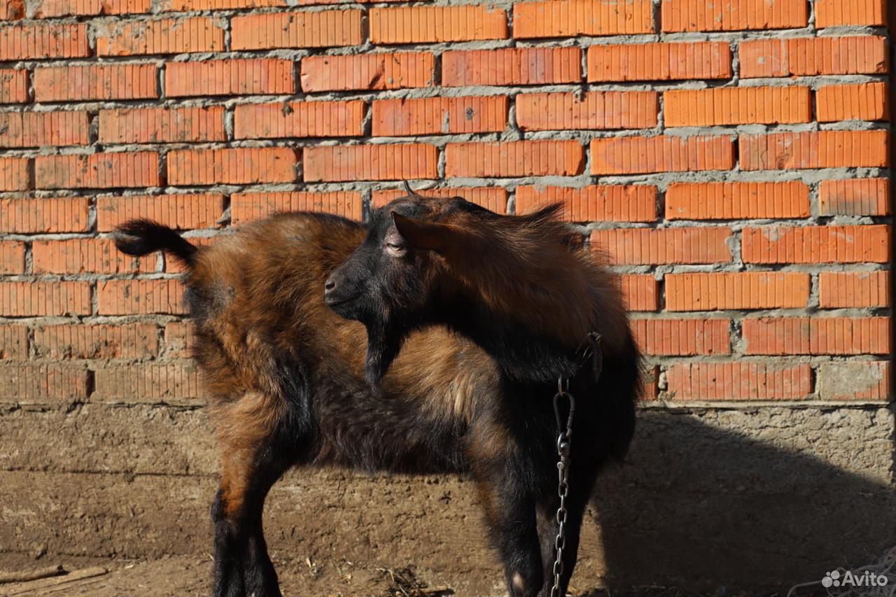 Чешский козел купить на Зозу.ру - фотография № 3