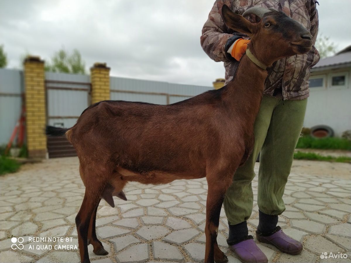 Продам нубийских коз купить на Зозу.ру - фотография № 7