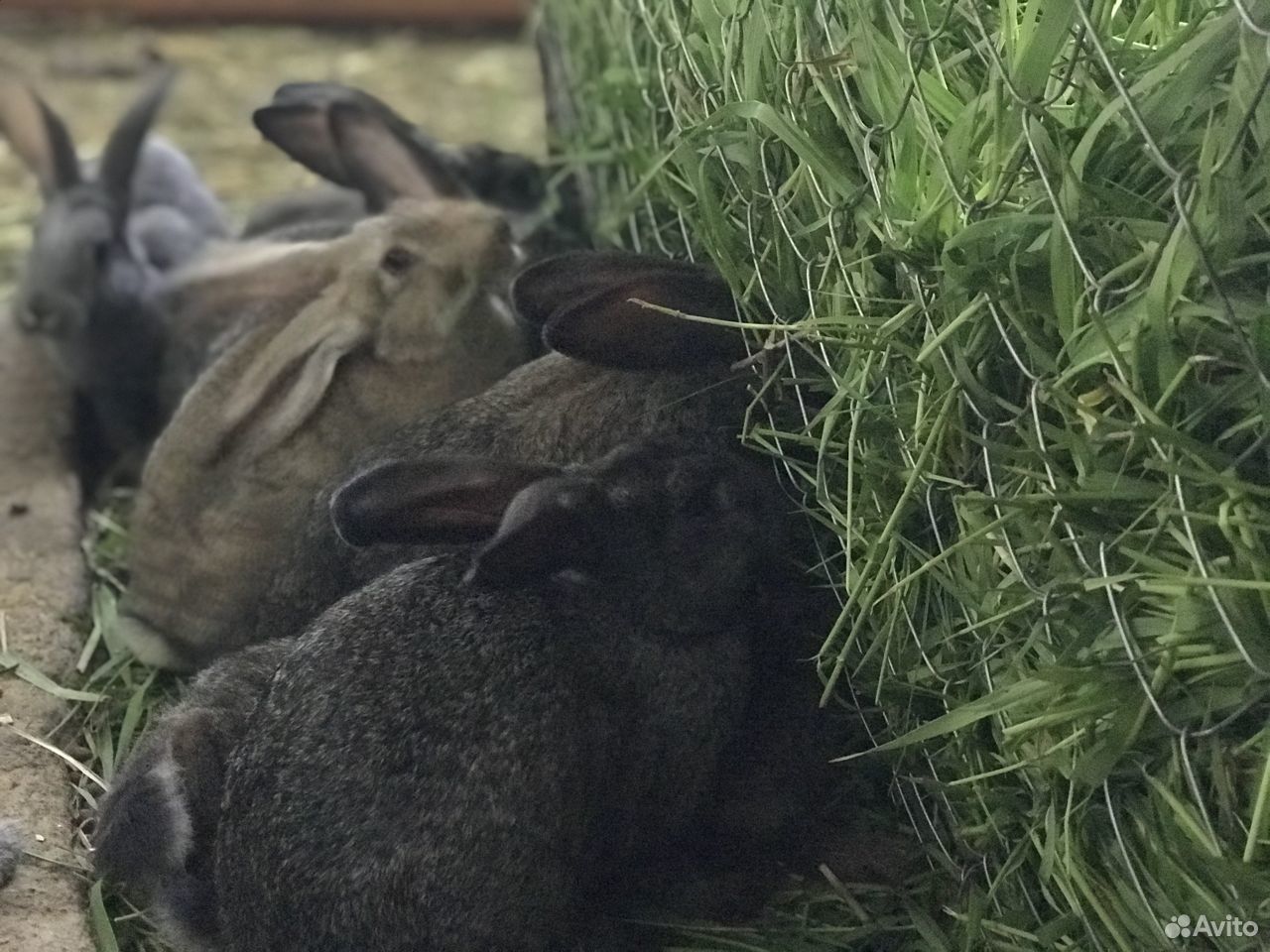 Продаются кролики: взрослые самки, крольчата купить на Зозу.ру - фотография № 1