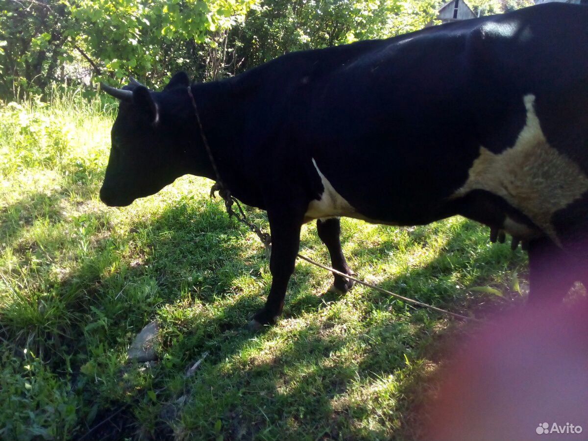 Продаю корову первотёлка купить на Зозу.ру - фотография № 3