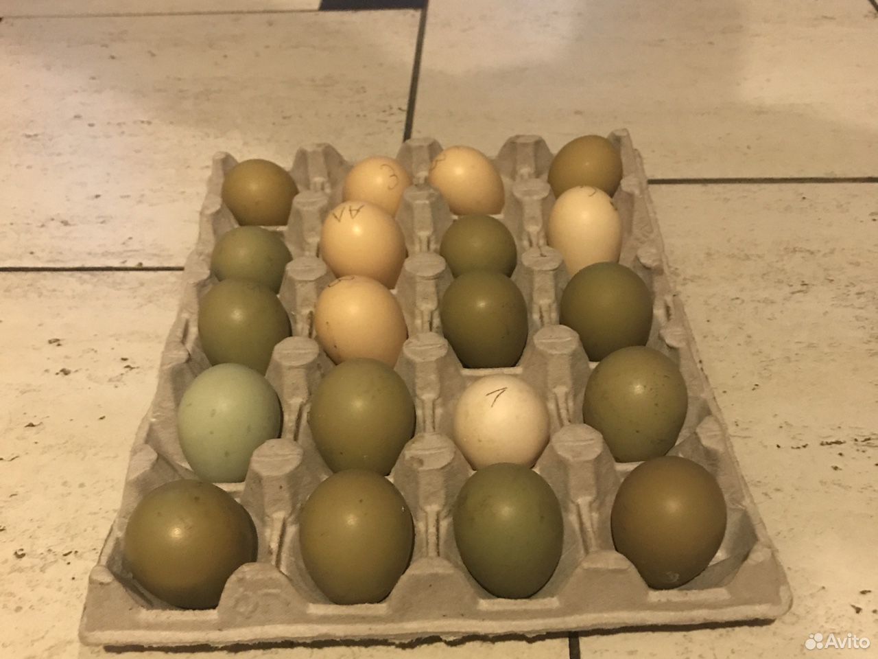 Яйцо фазана инкубационное купить на Зозу.ру - фотография № 4