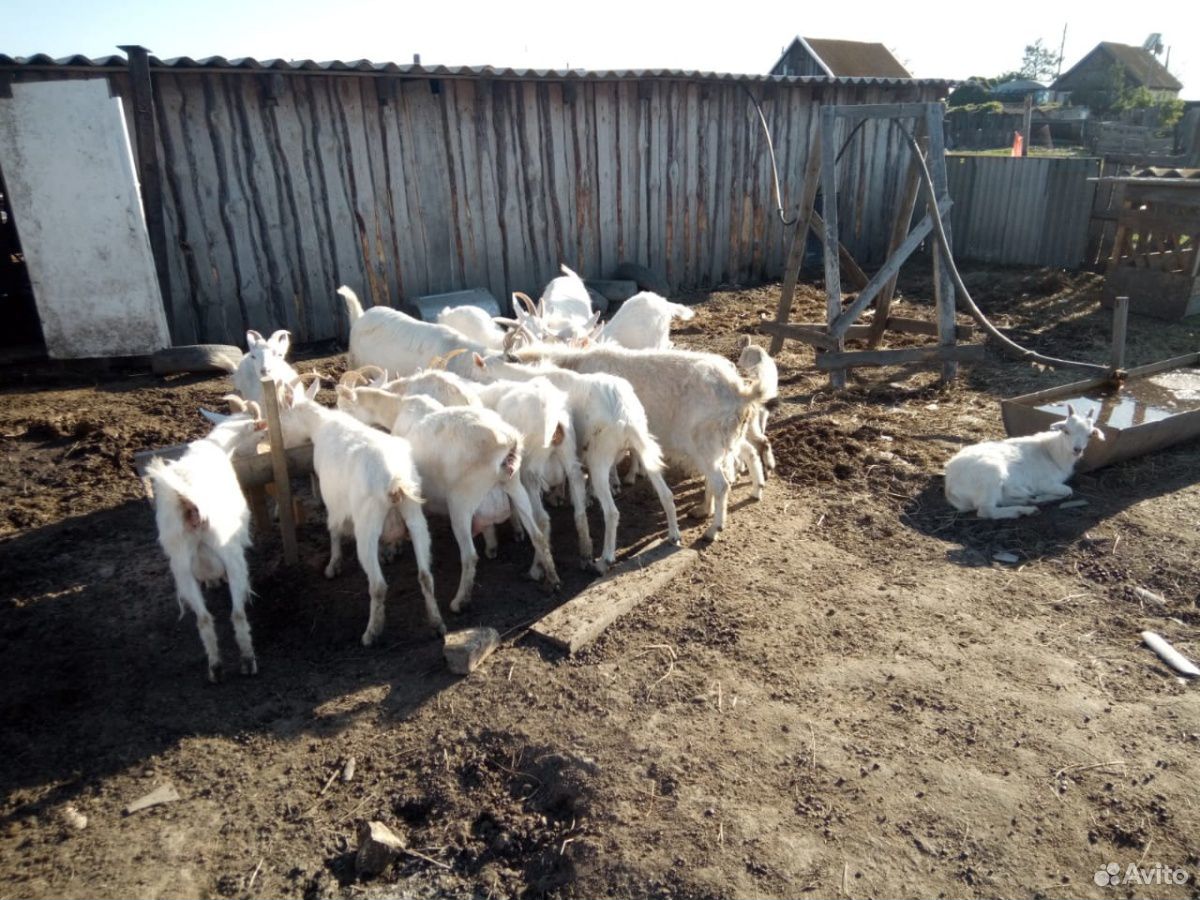 Козлята, козы, козлы купить на Зозу.ру - фотография № 2