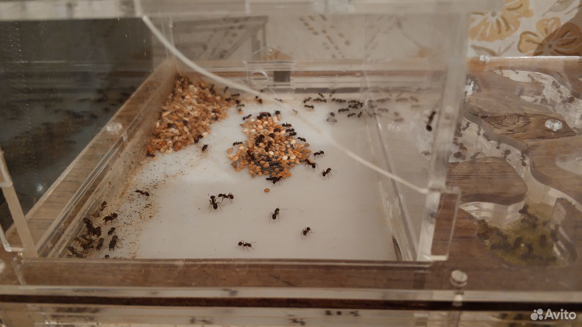 Формикарий (муравьиная ферма) купить на Зозу.ру - фотография № 2