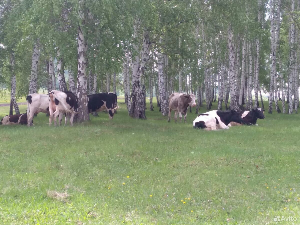 Продам 13 коров и 10 телят купить на Зозу.ру - фотография № 2