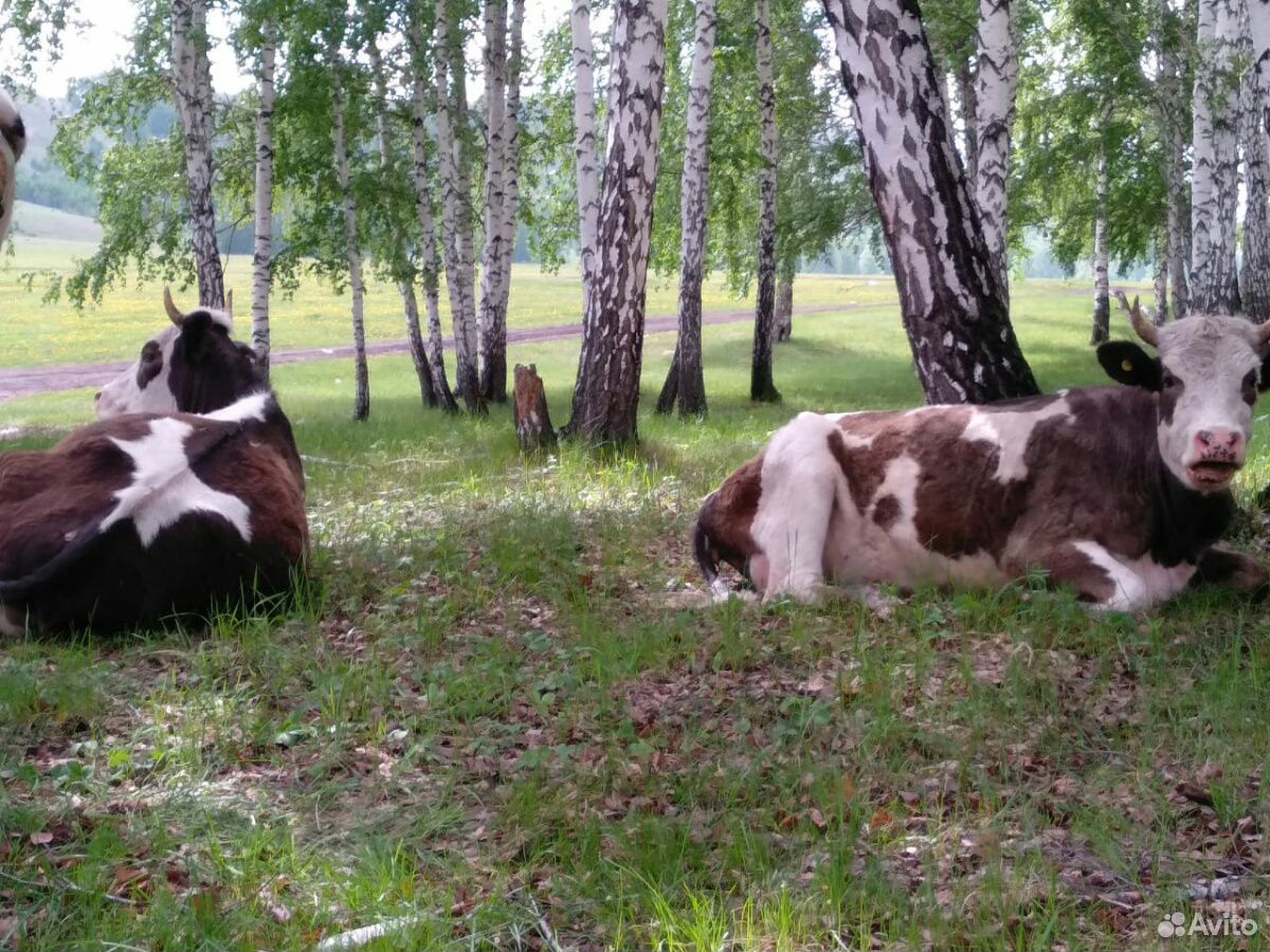 Продам 13 коров и 10 телят купить на Зозу.ру - фотография № 5