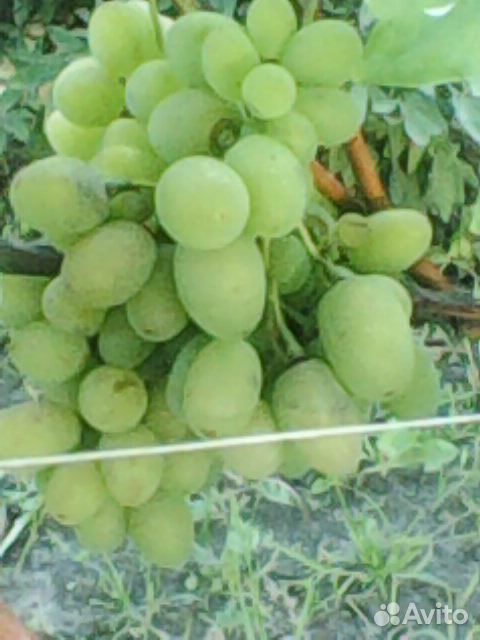 Саженцы винограда купить на Зозу.ру - фотография № 9