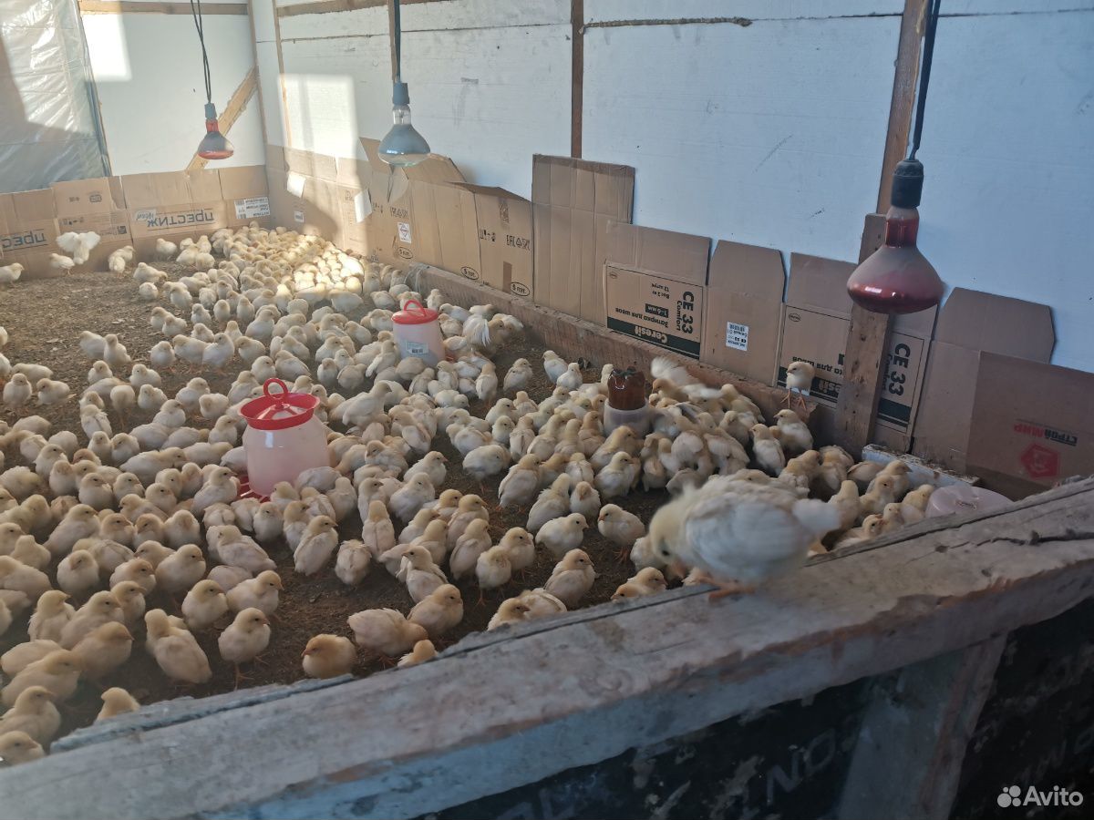 Цыплята петушки мясо-яичной породы. Двух недельные купить на Зозу.ру - фотография № 2