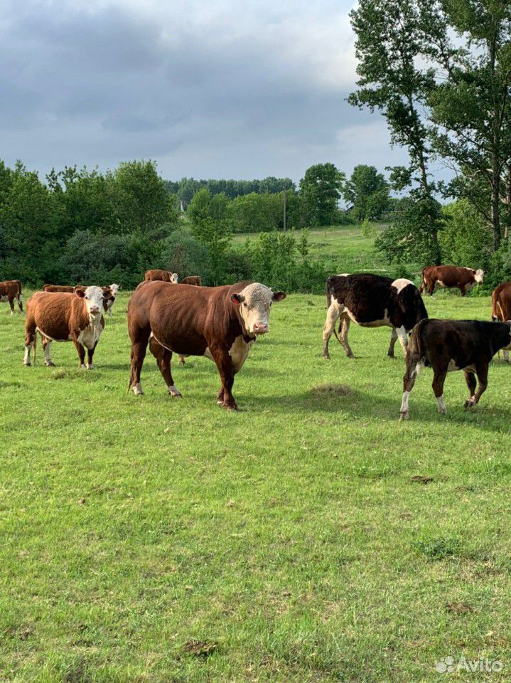 130 коров, быков, теленков купить на Зозу.ру - фотография № 1