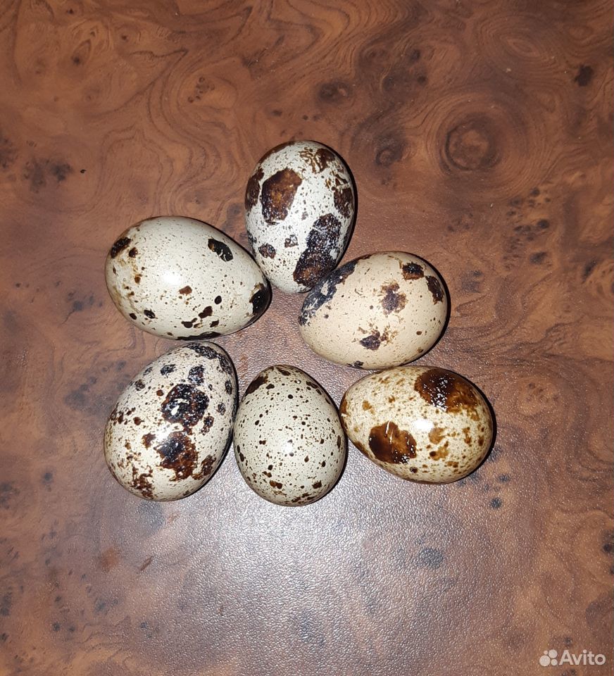 Яйца перепелиные домашние отборные купить на Зозу.ру - фотография № 1