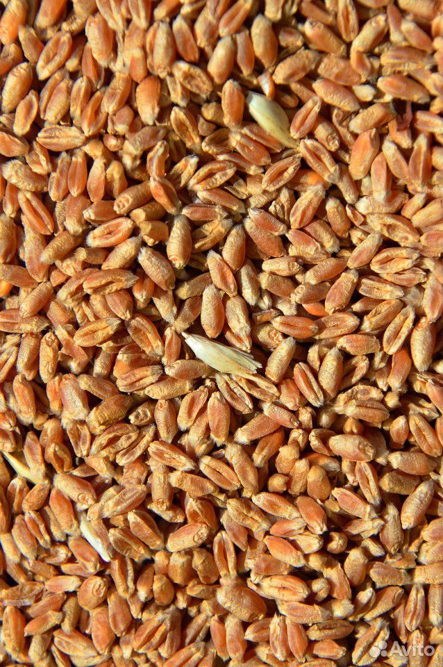 Пшеница купить на Зозу.ру - фотография № 1
