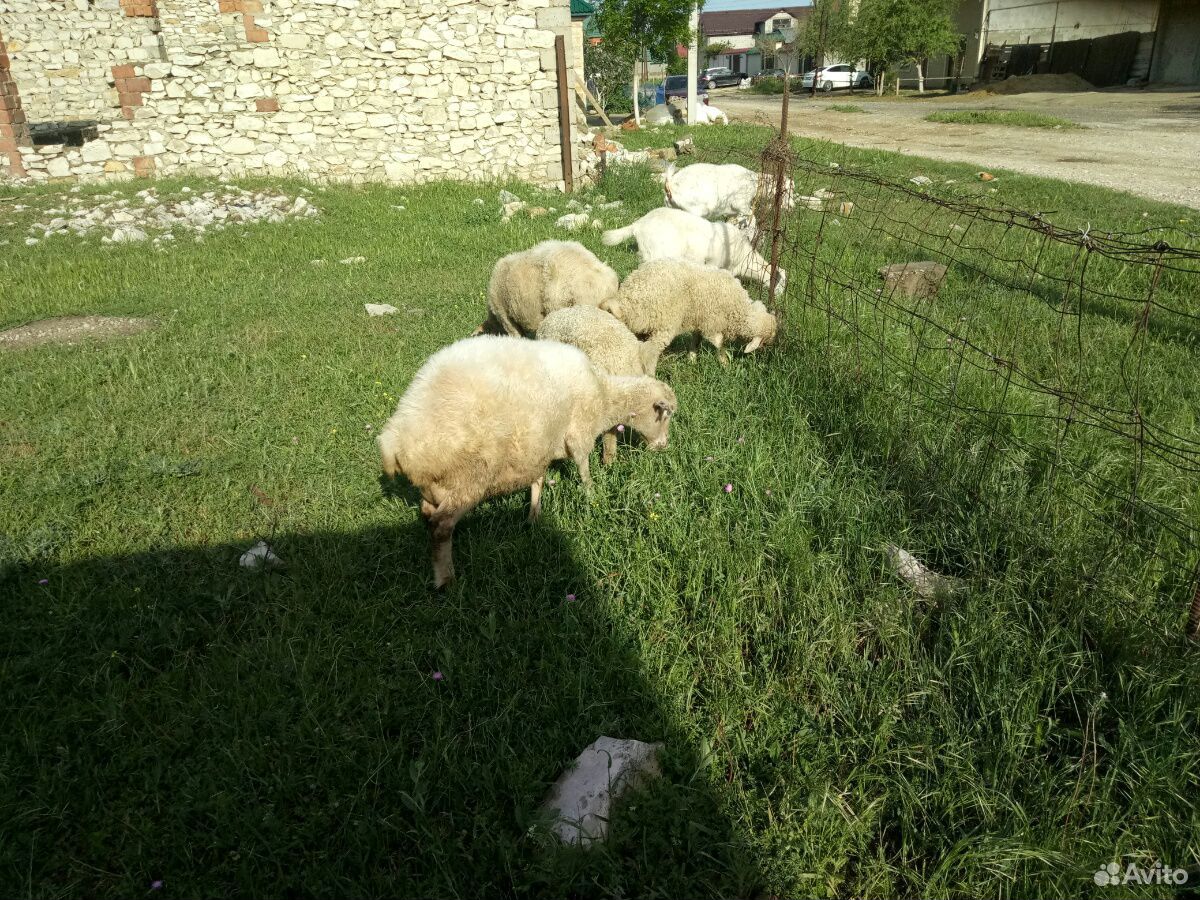 Овцематки с ягнятами и козы купить на Зозу.ру - фотография № 2