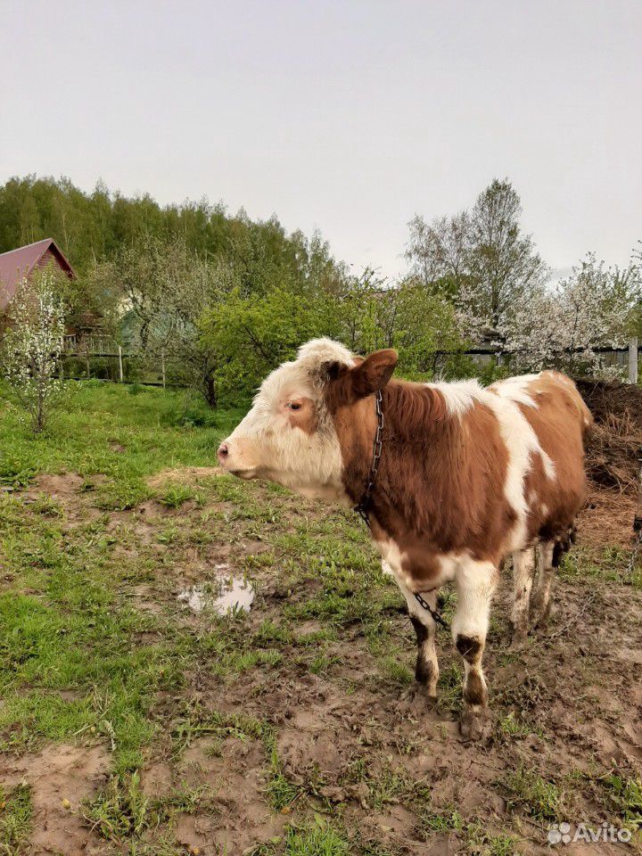 Бык,бычки купить на Зозу.ру - фотография № 7