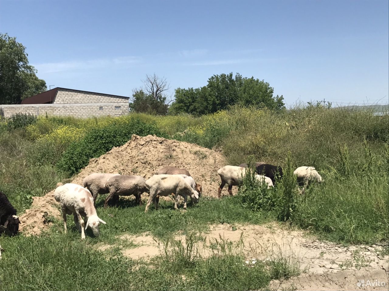 Овцы купить на Зозу.ру - фотография № 2