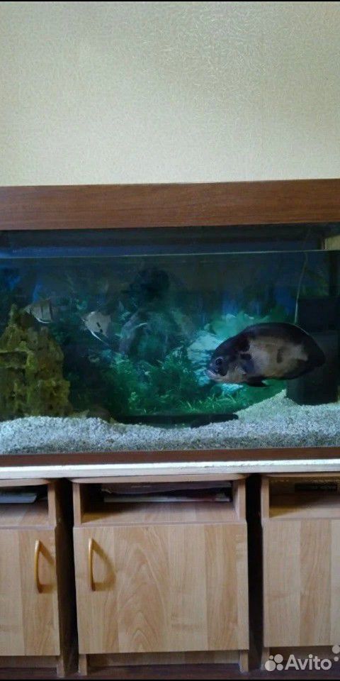 Рыбки для аквариума купить на Зозу.ру - фотография № 2