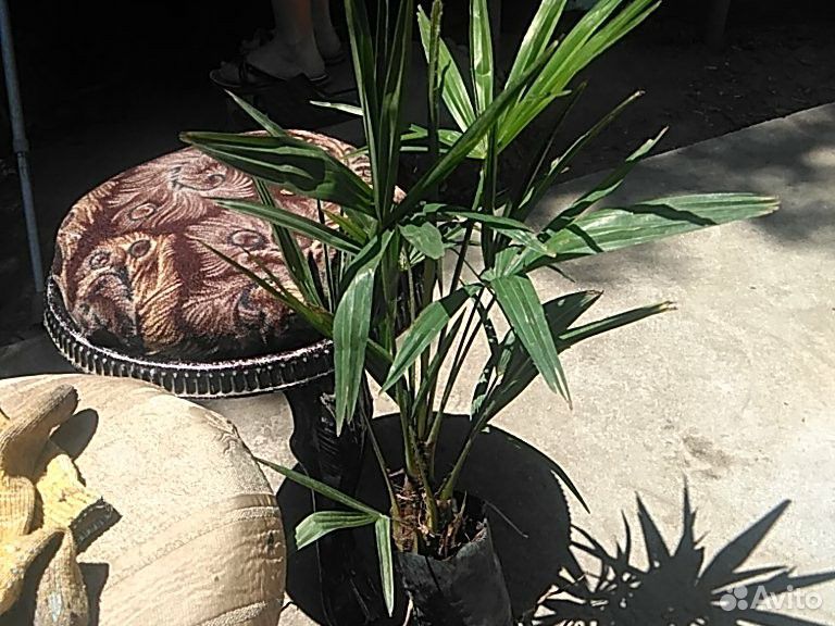 Кипарис, веерные пальмы, самшит купить на Зозу.ру - фотография № 2
