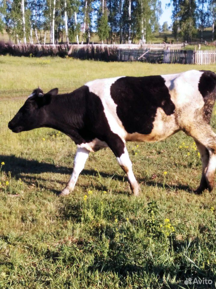 Корова с подсосным телёнком купить на Зозу.ру - фотография № 2