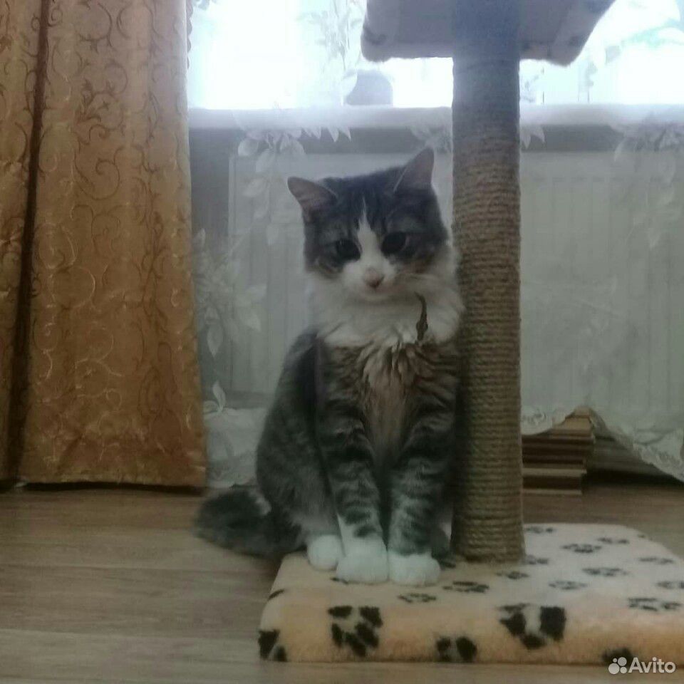 Вязка кот купить на Зозу.ру - фотография № 1