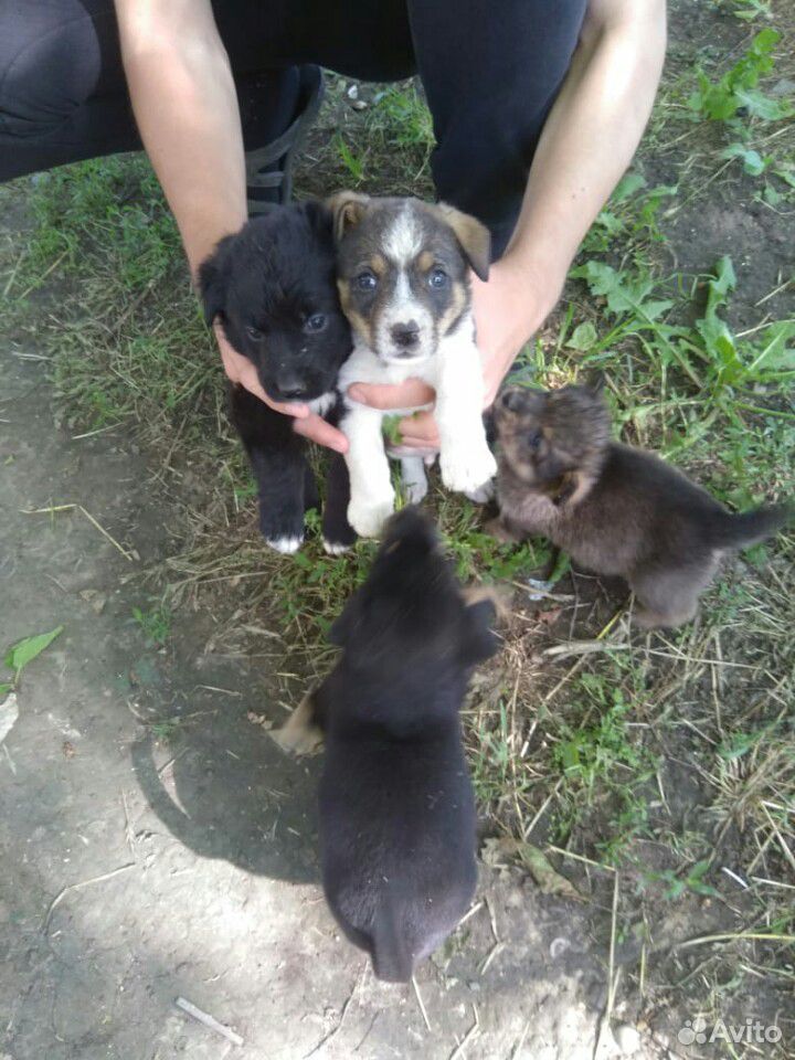 Собаки купить на Зозу.ру - фотография № 10