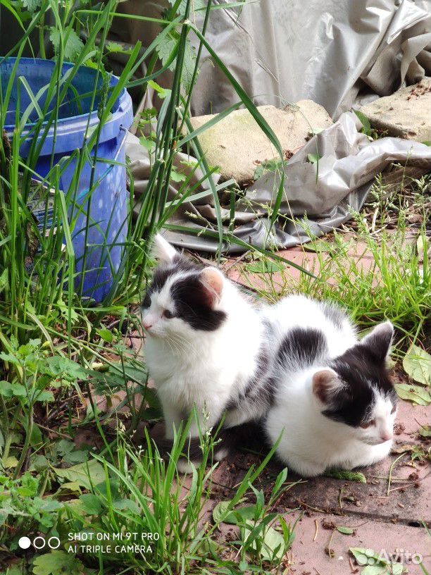 Котята 2 месяца купить на Зозу.ру - фотография № 6