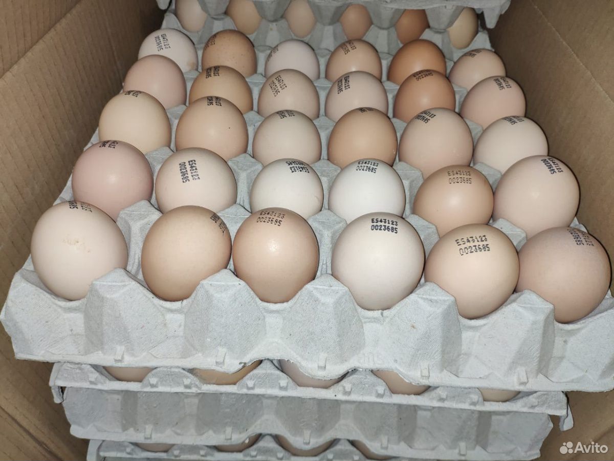 Где купить яйцо бройлера для инкубатора. Инкубационное яйцо бройлера Кобб 500. Бройлер Кобб 500 яйцо. Инкубационное яйцо Кобб 500. Кобб 500 инкубационное яйцо цыплята.