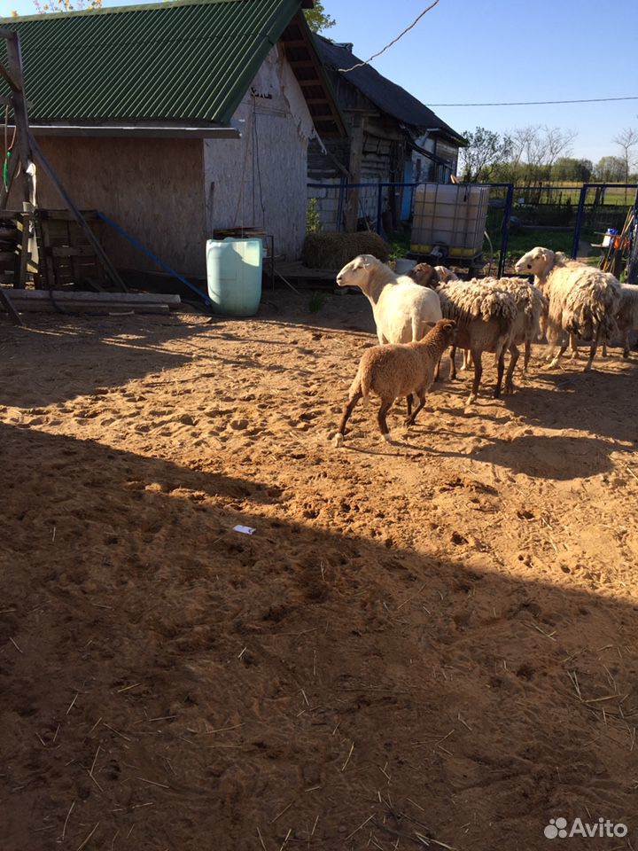 Катумские овцы купить на Зозу.ру - фотография № 1