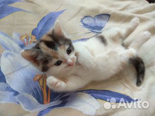 Котенок 1 месяц купить на Зозу.ру - фотография № 1