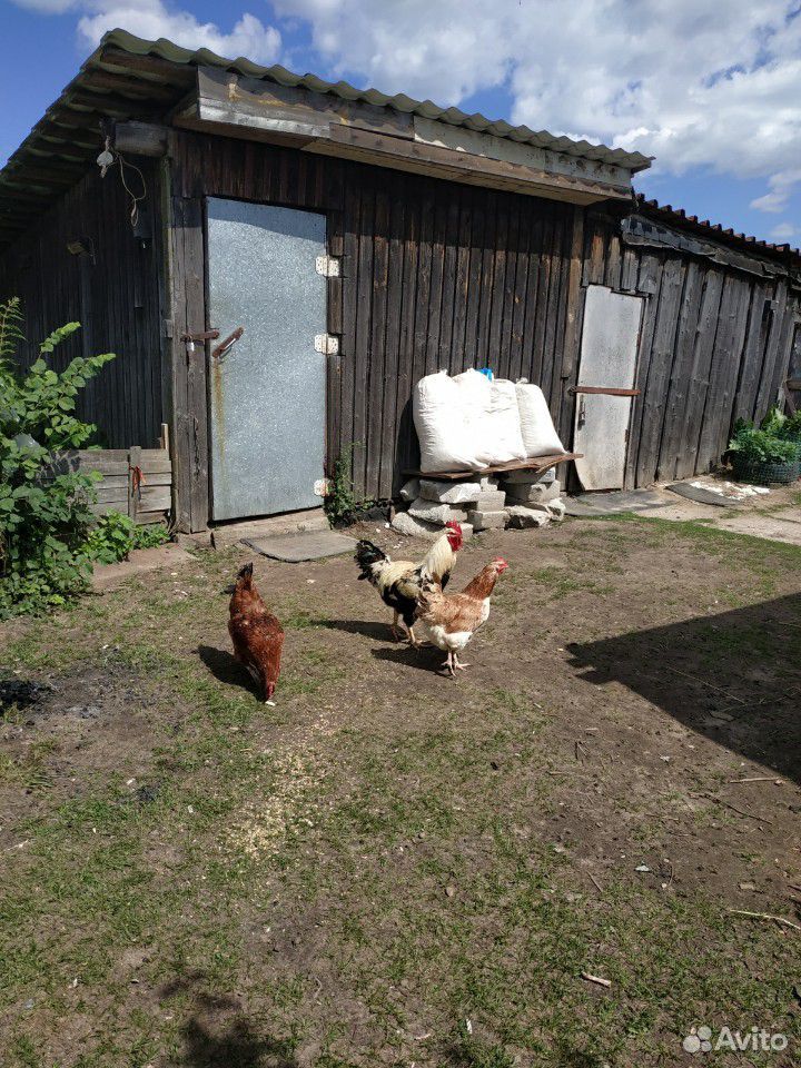 Яйца кур живущих в деревне Серпуховский район купить на Зозу.ру - фотография № 3