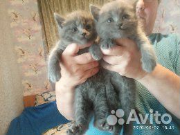 Шотландские котята страйт, голубые купить на Зозу.ру - фотография № 1