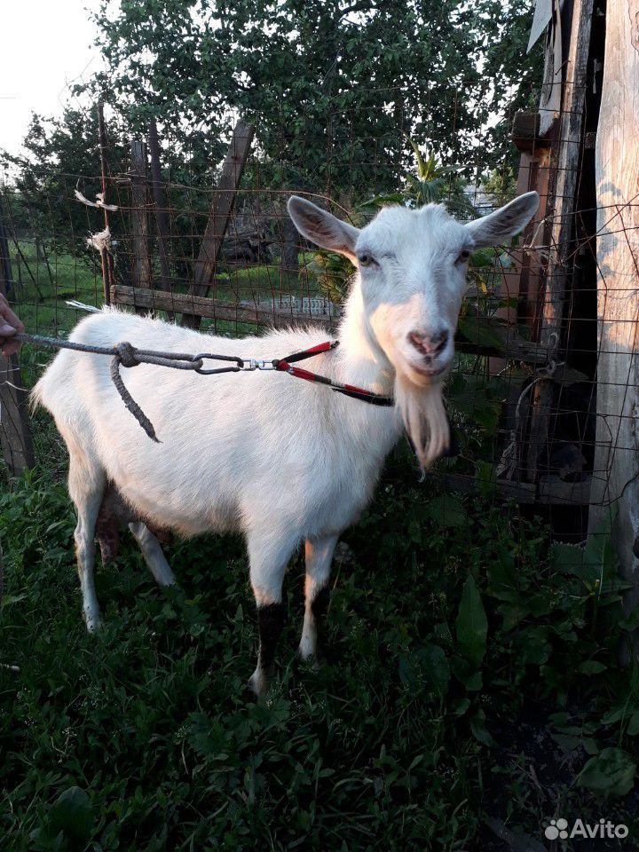 Коза дойная,козел на племя купить на Зозу.ру - фотография № 2