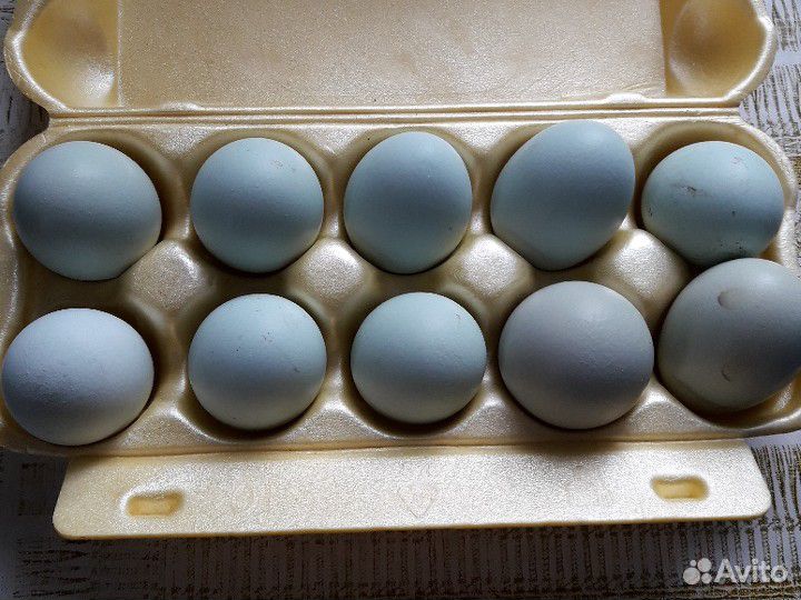 Петухи амерауканы и инкубационное яйцо купить на Зозу.ру - фотография № 5