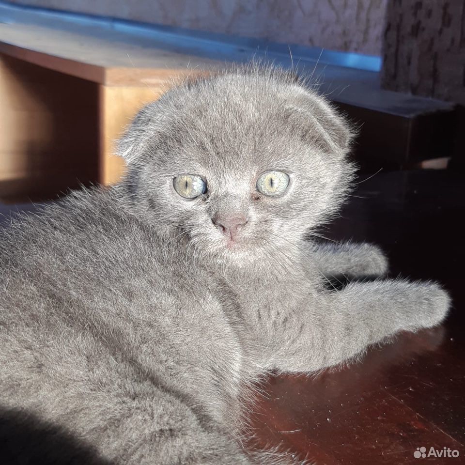 Продаются самые ласковые вислоухие котята купить на Зозу.ру - фотография № 9