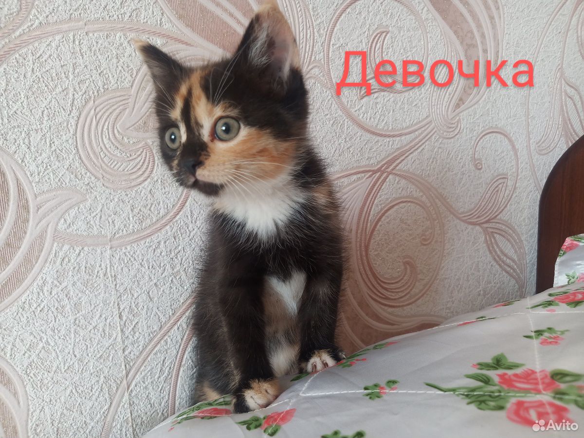 Котятки в добрые руки купить на Зозу.ру - фотография № 4