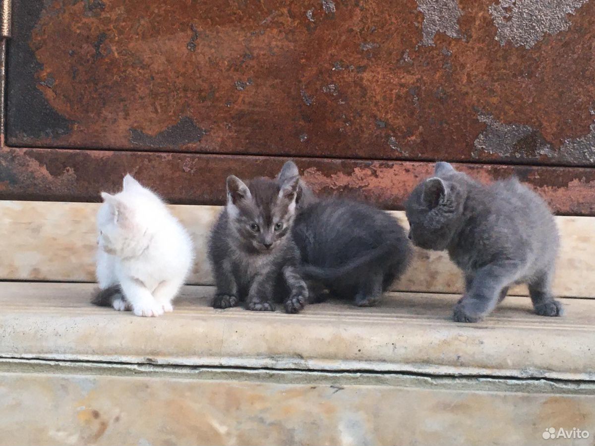 Помесь шотландского кота и русско-голубой кошки. И купить на Зозу.ру - фотография № 6