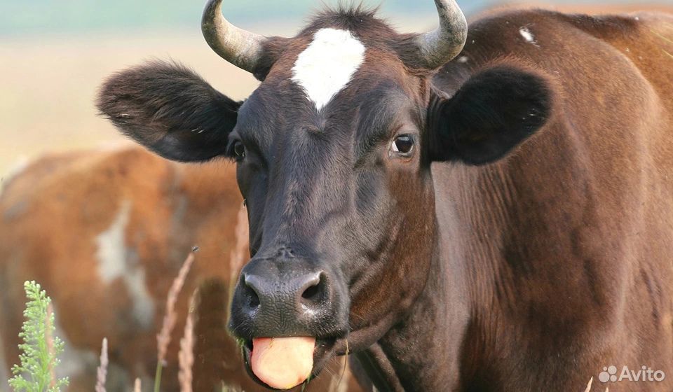 Продам корову с теленком купить на Зозу.ру - фотография № 1
