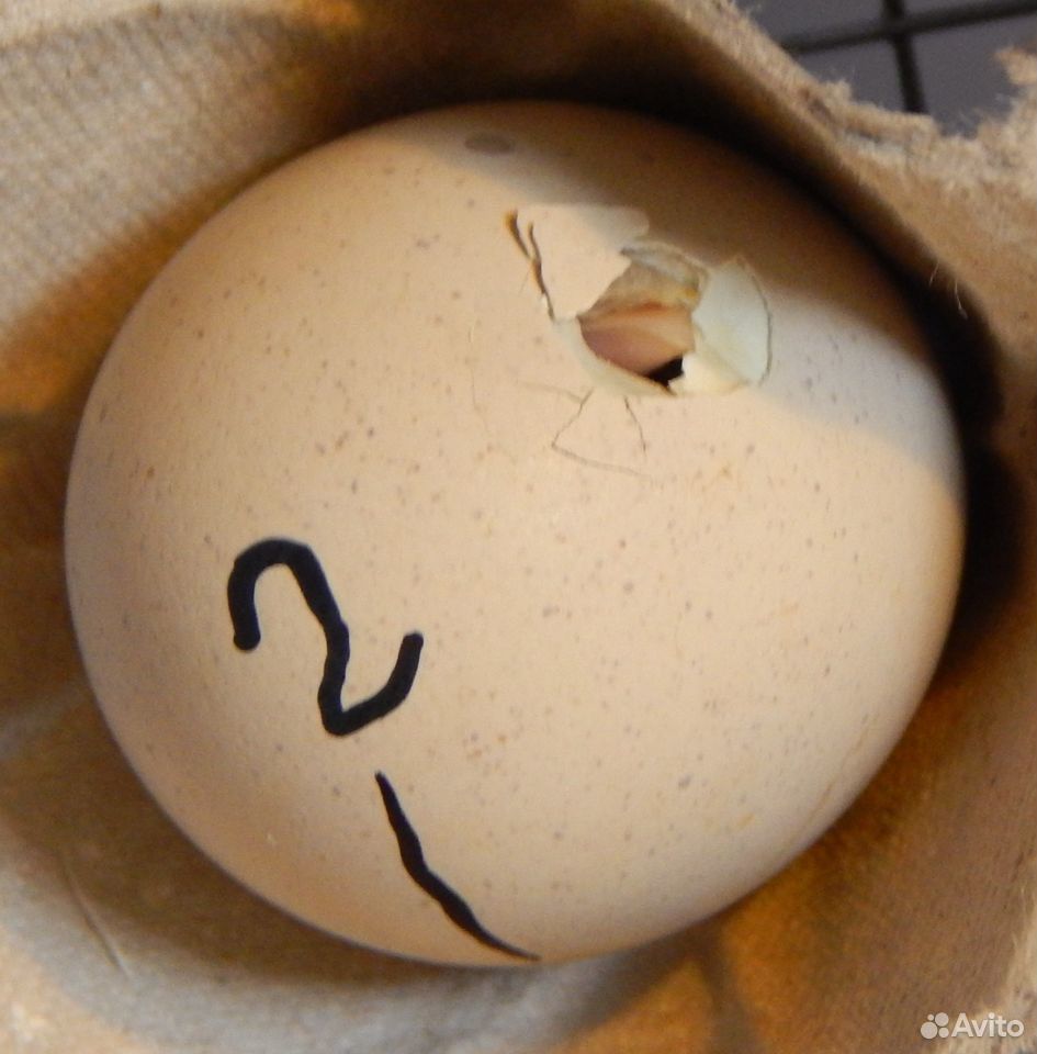 Инкубационное яйцо каменной куропатки купить на Зозу.ру - фотография № 5