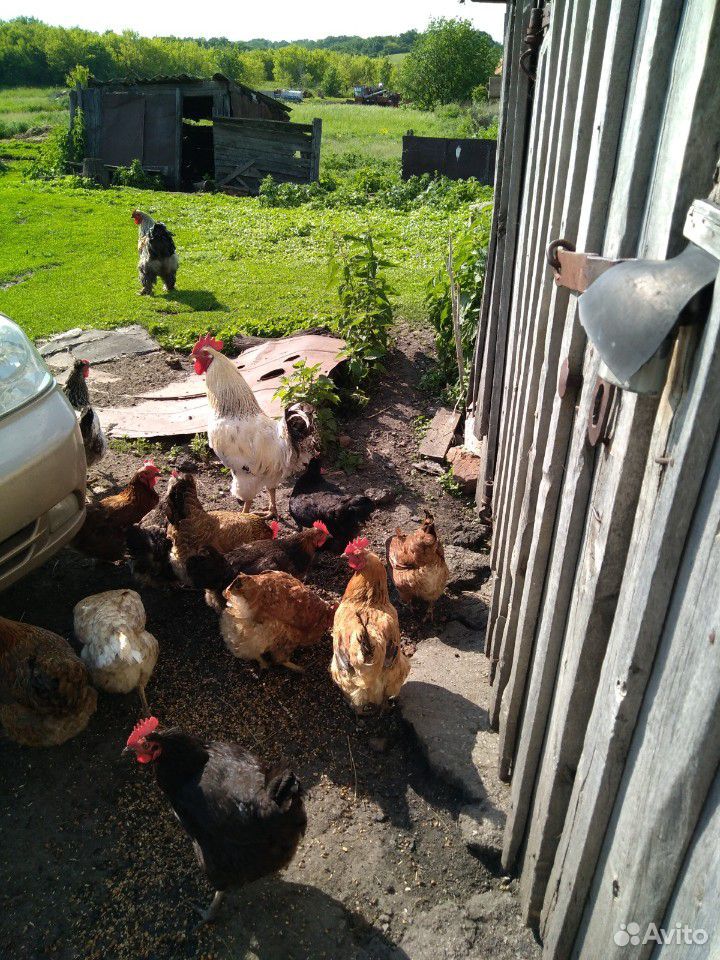 Цыплята, яйцо, яйцо инкубационное- от домашних кур купить на Зозу.ру - фотография № 2