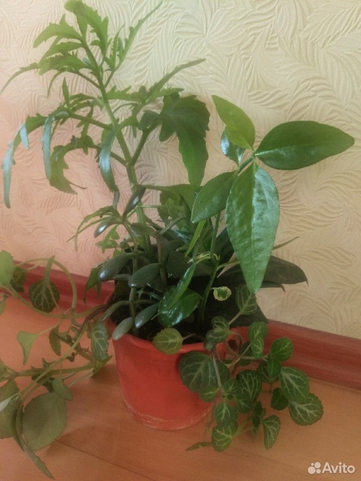 Комнатные растения, цветочный садик купить на Зозу.ру - фотография № 6