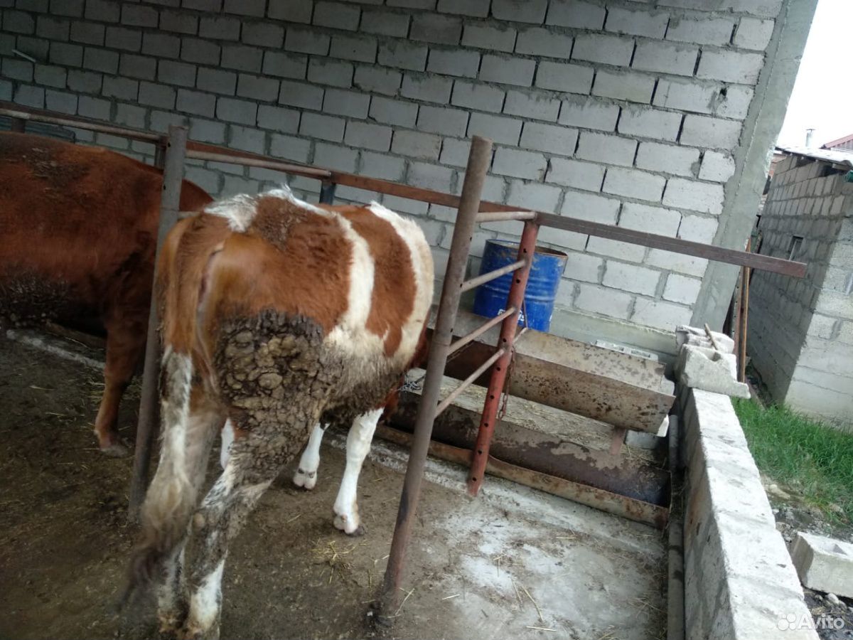 Продаю коров купить на Зозу.ру - фотография № 2