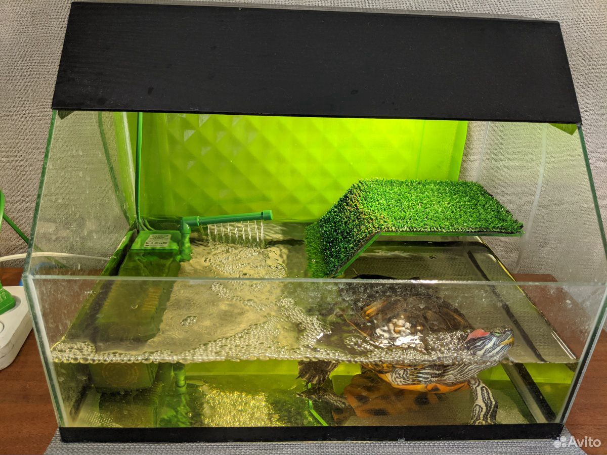 Черепаха с аквариумом купить на Зозу.ру - фотография № 3
