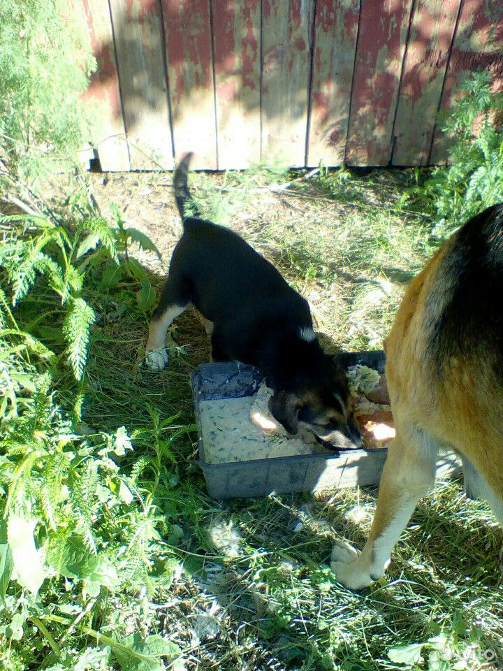 Охотничья собака с щенками купить на Зозу.ру - фотография № 2