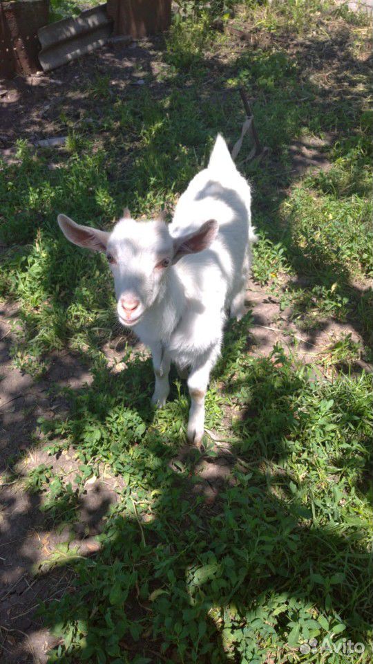 Продам двух дойных коз и козочку два месяца купить на Зозу.ру - фотография № 5