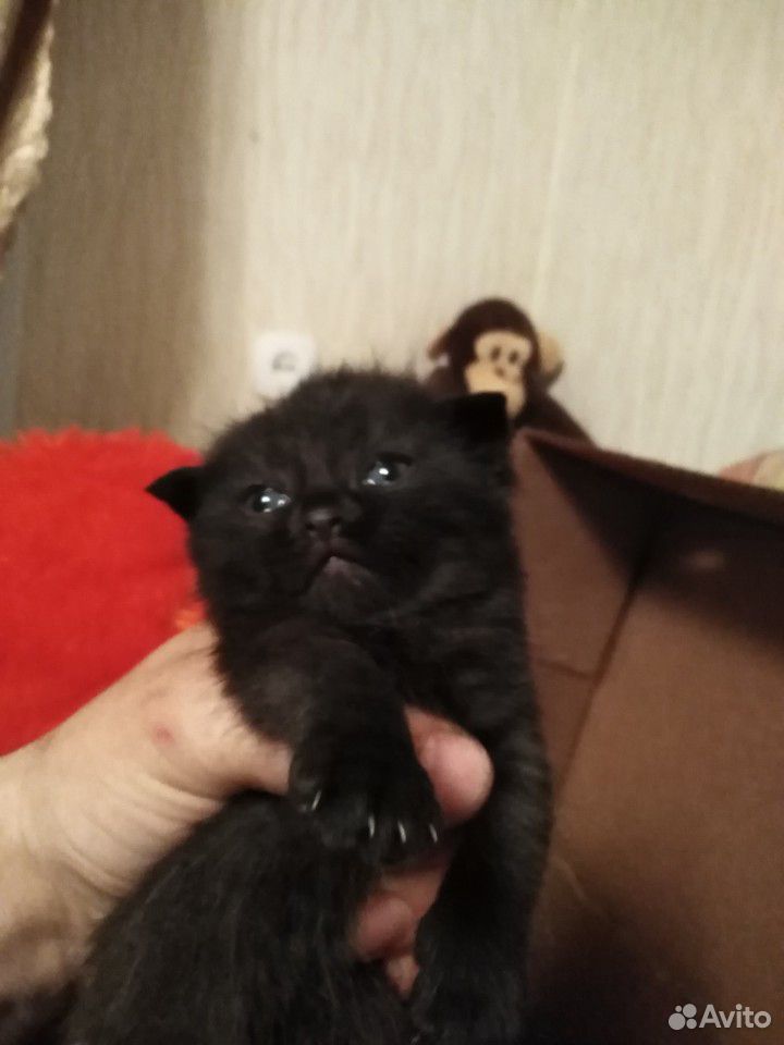 Отдам котенка девочка родилась 24.04.20 папа брита купить на Зозу.ру - фотография № 3