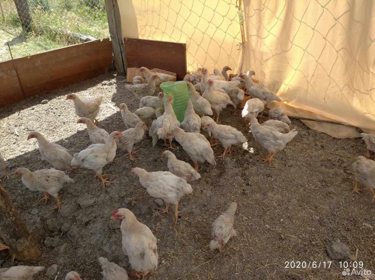 Цыплята петушки купить на Зозу.ру - фотография № 3