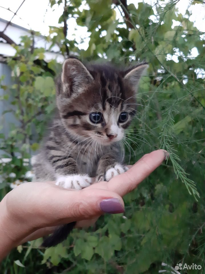 Кошечка хищница купить на Зозу.ру - фотография № 1
