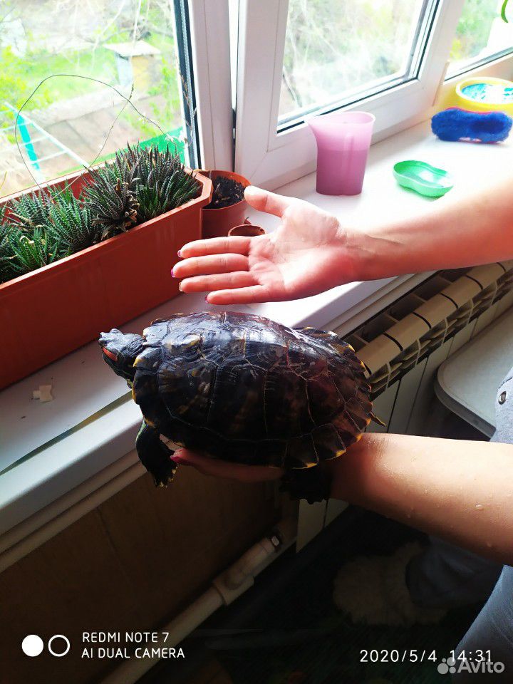 Африканская красноухая черепаха купить на Зозу.ру - фотография № 1