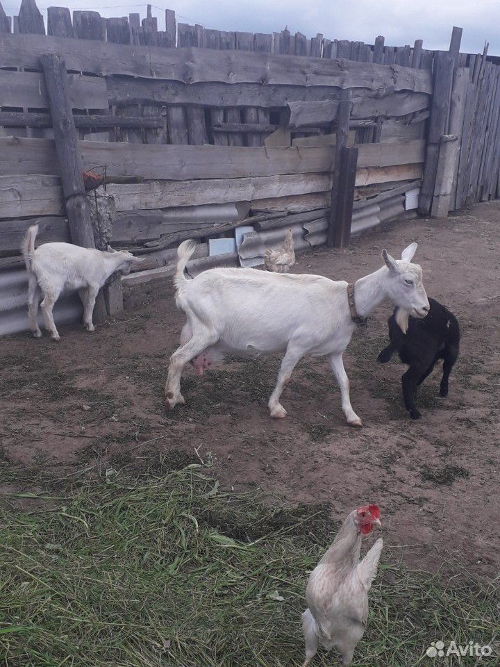 Коза зааненская с двумя козлятами купить на Зозу.ру - фотография № 5