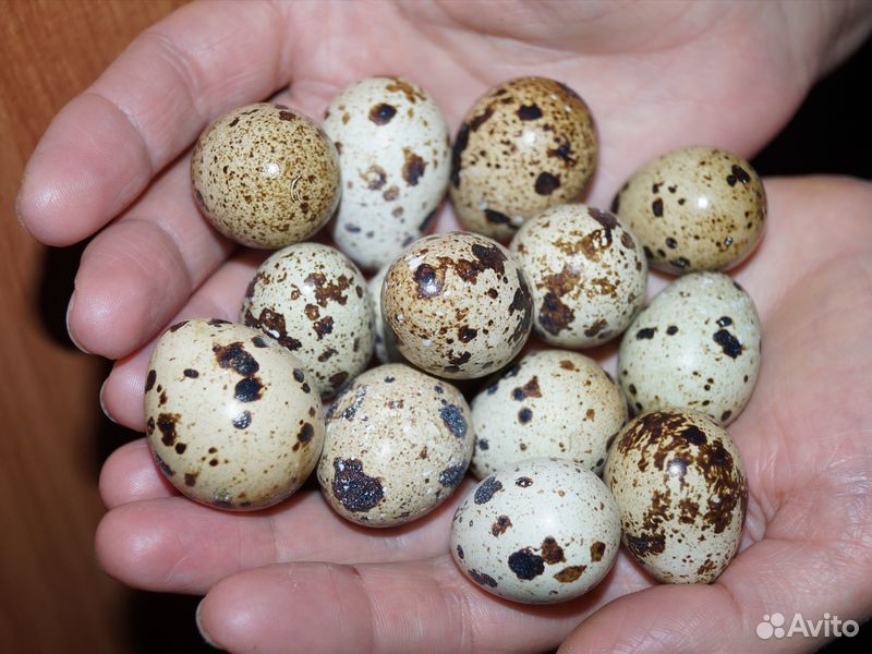 Перепелиное яйцо, тушки перепелов купить на Зозу.ру - фотография № 1