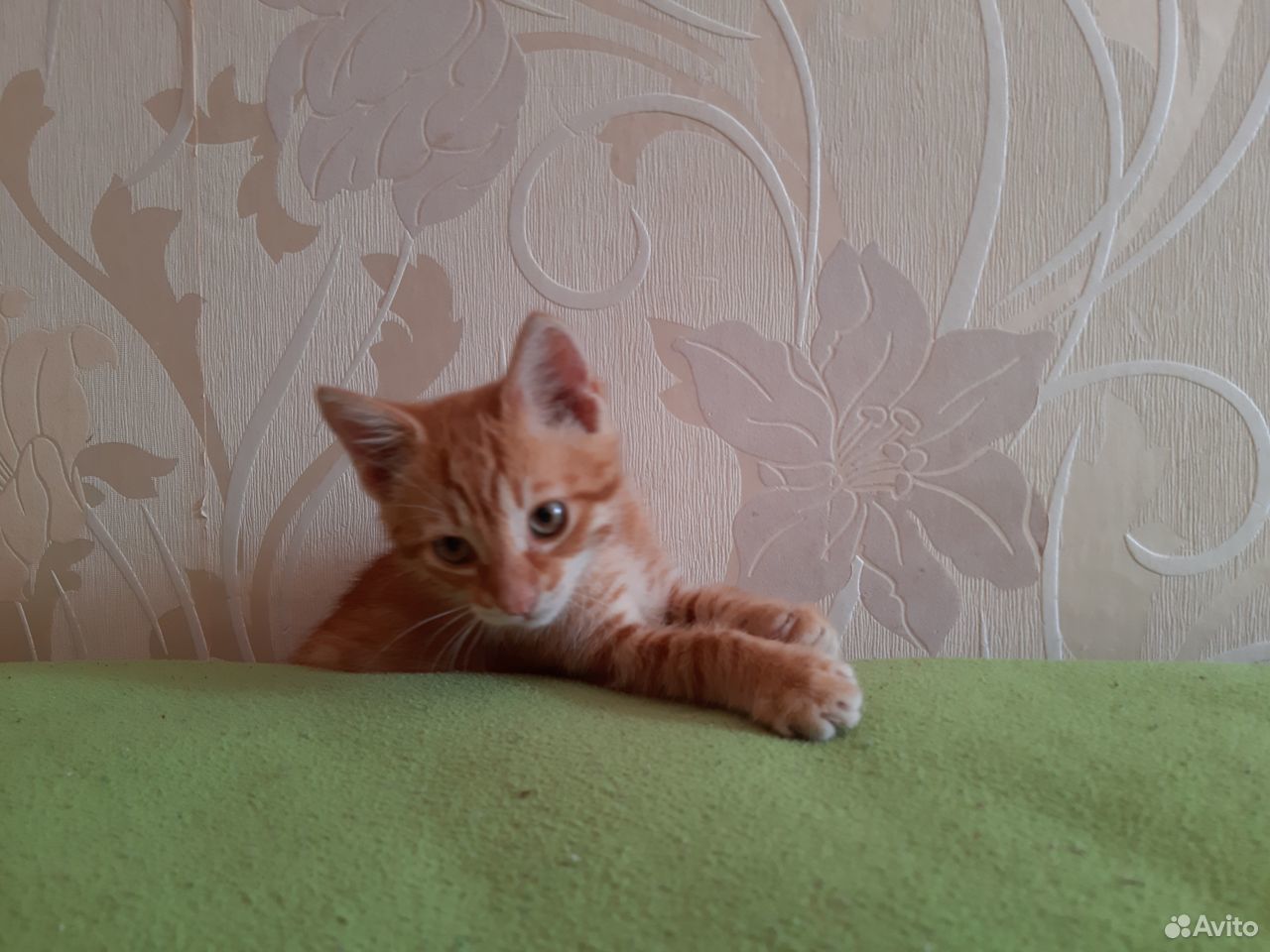 Отдам красивого рыжего котенка купить на Зозу.ру - фотография № 2