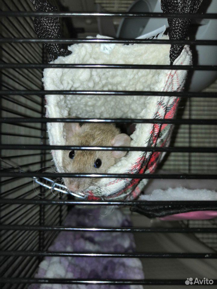 Крыса Dumbo Rex девочка 3 мес+Клетка с оснащением купить на Зозу.ру - фотография № 3